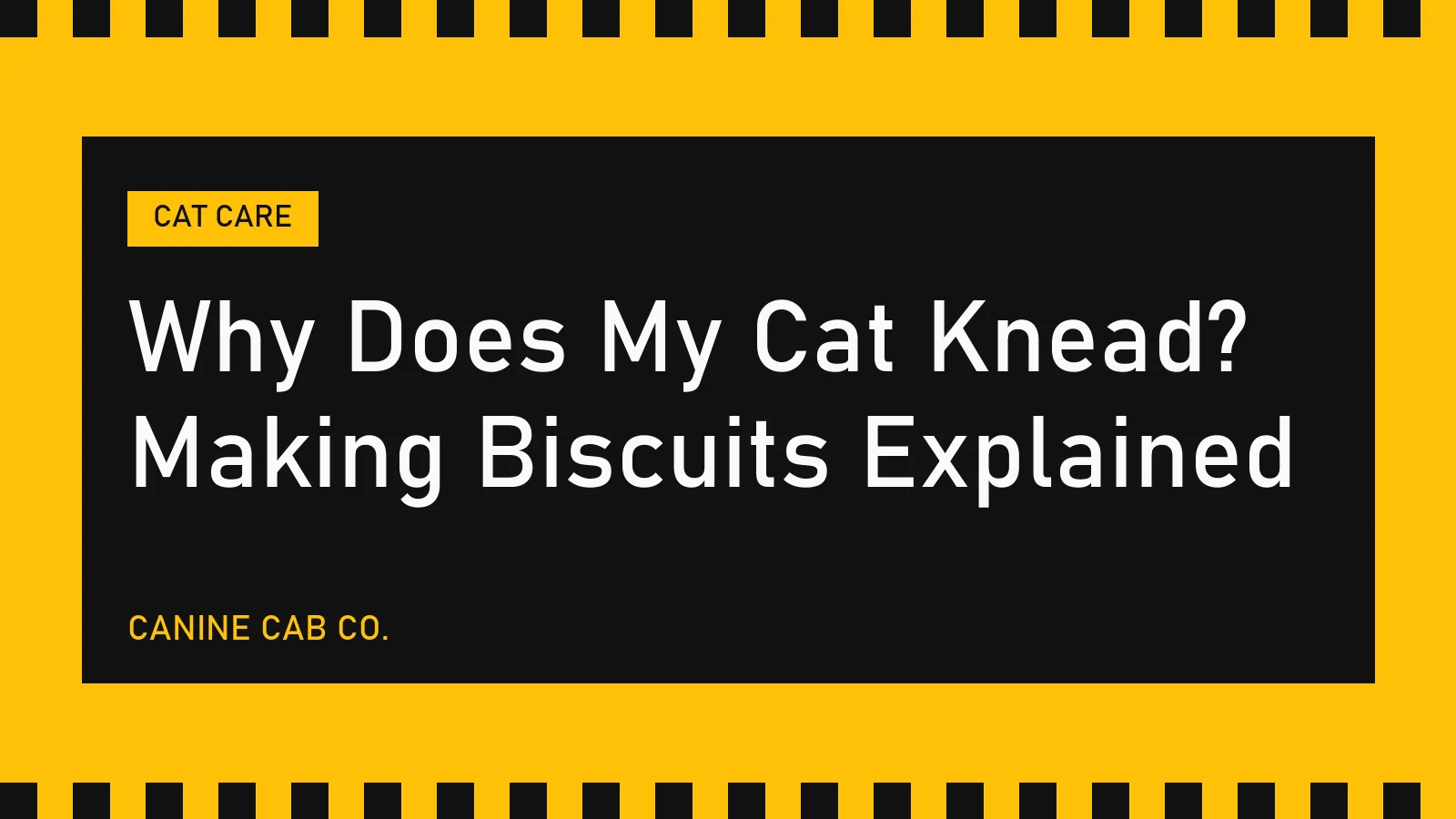 Why Does My Cat Knead? Making Biscuits Explained