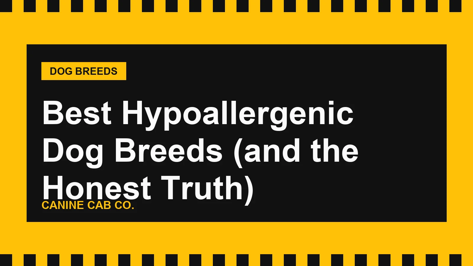 Best Hypoallergenic Dog Breeds (and the Honest Truth)