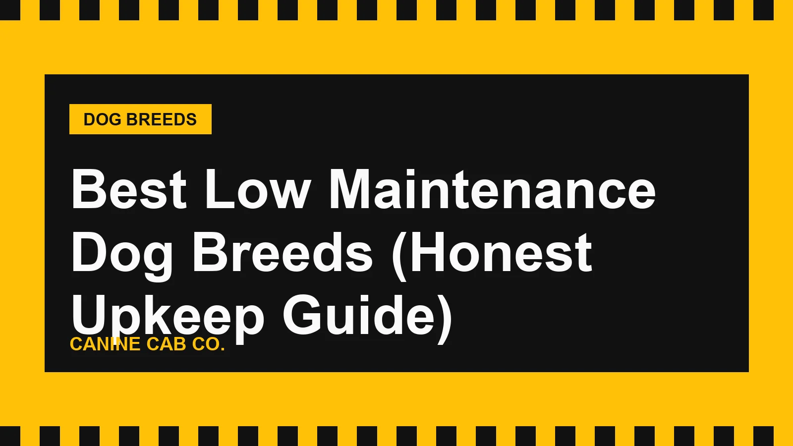 Best Low Maintenance Dog Breeds (Honest Upkeep Guide)