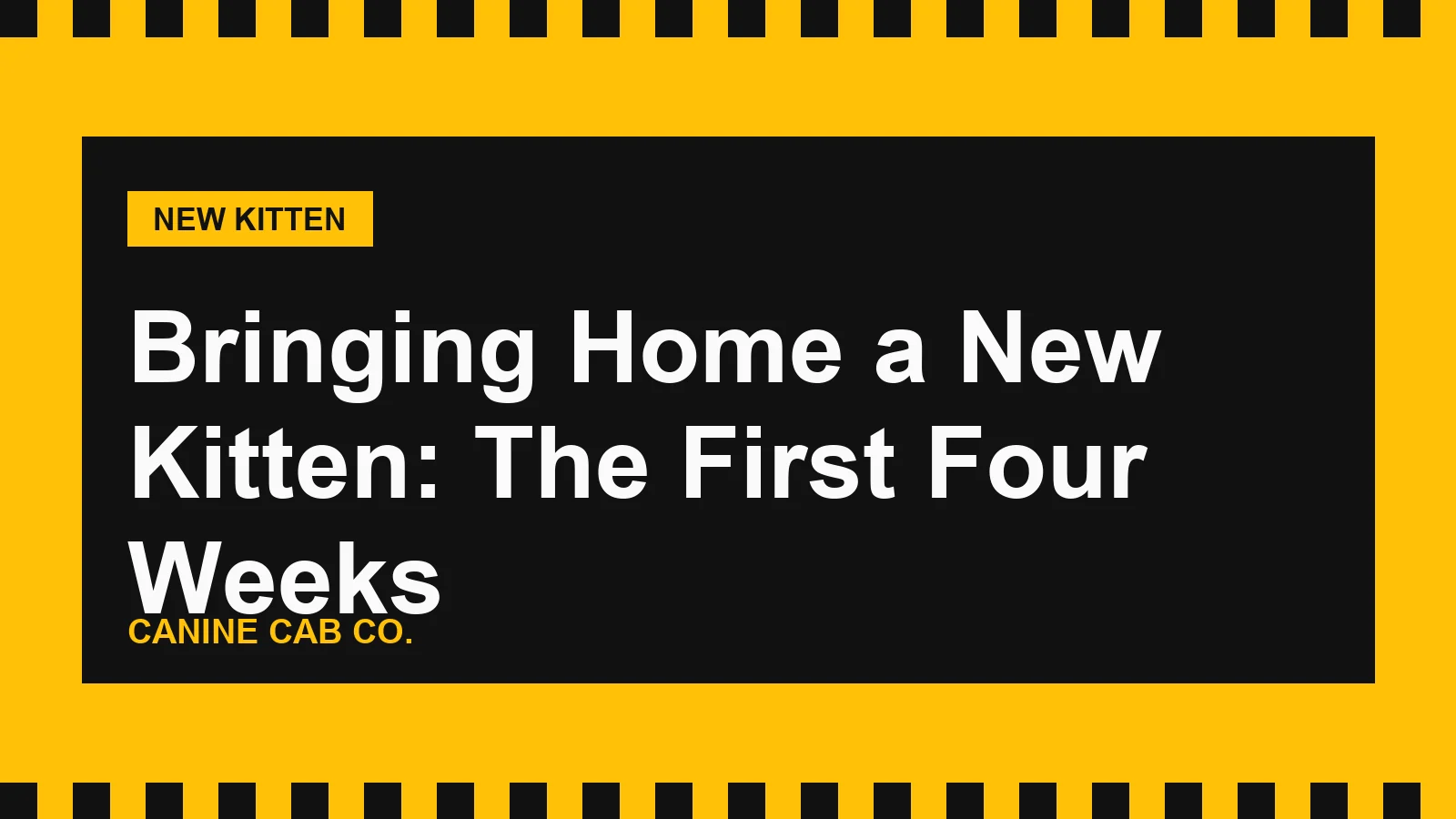 Bringing Home a New Kitten: The First Four Weeks