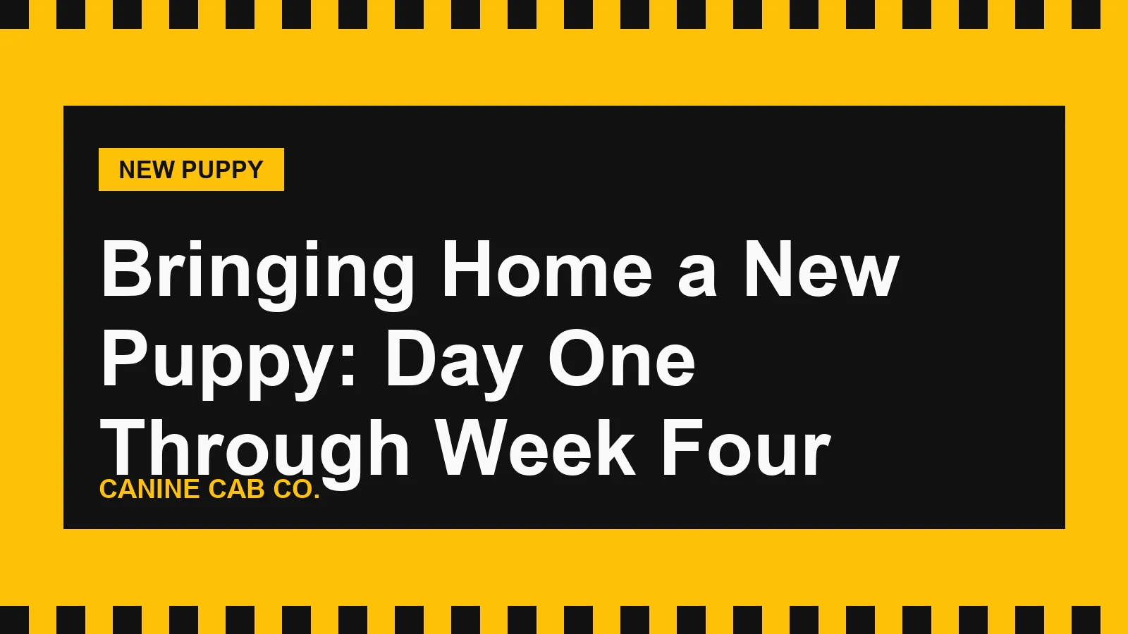 Bringing Home a New Puppy: Day One Through Week Four
