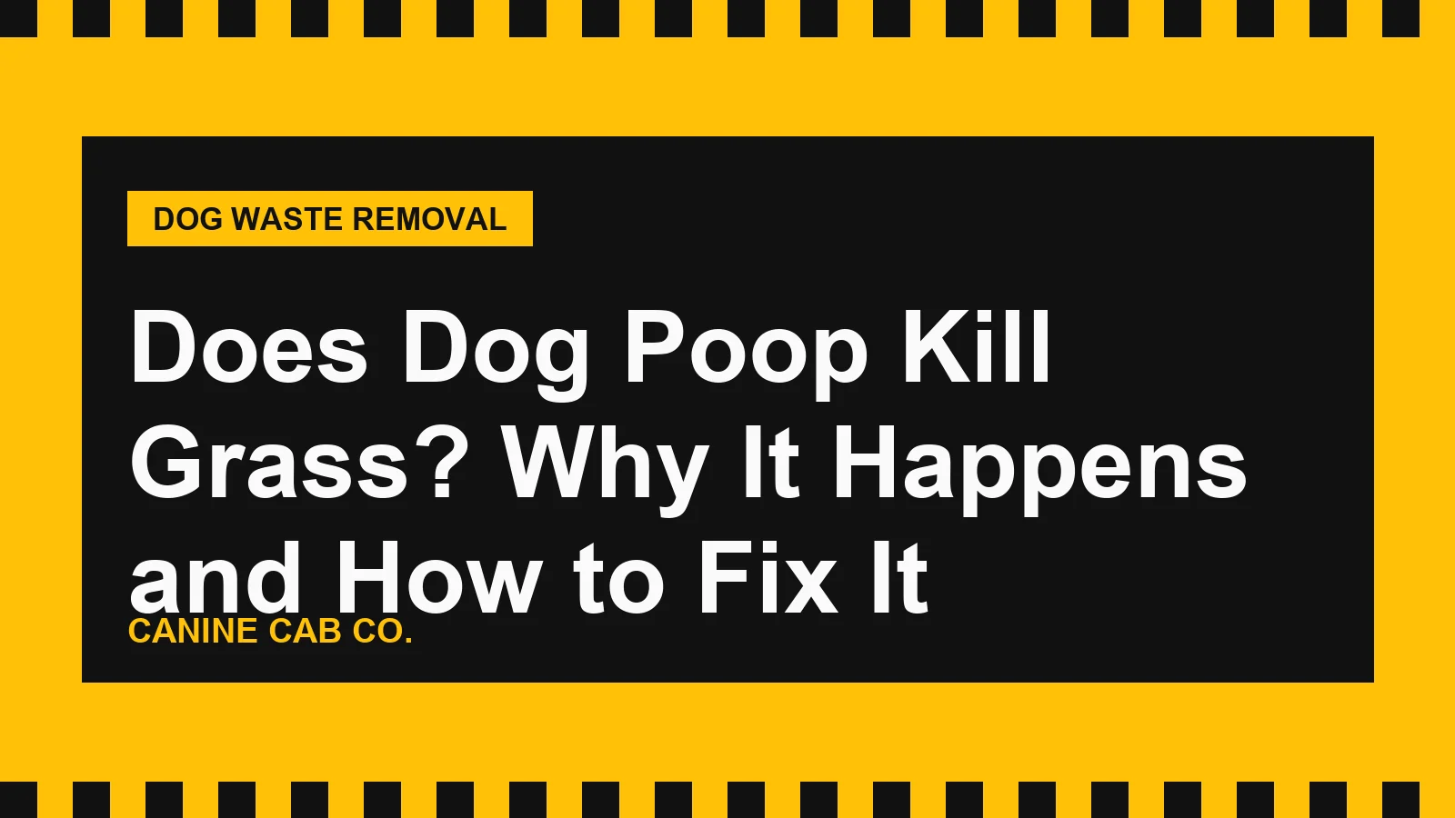 Does Dog Poop Kill Grass? Why It Happens and How to Fix It