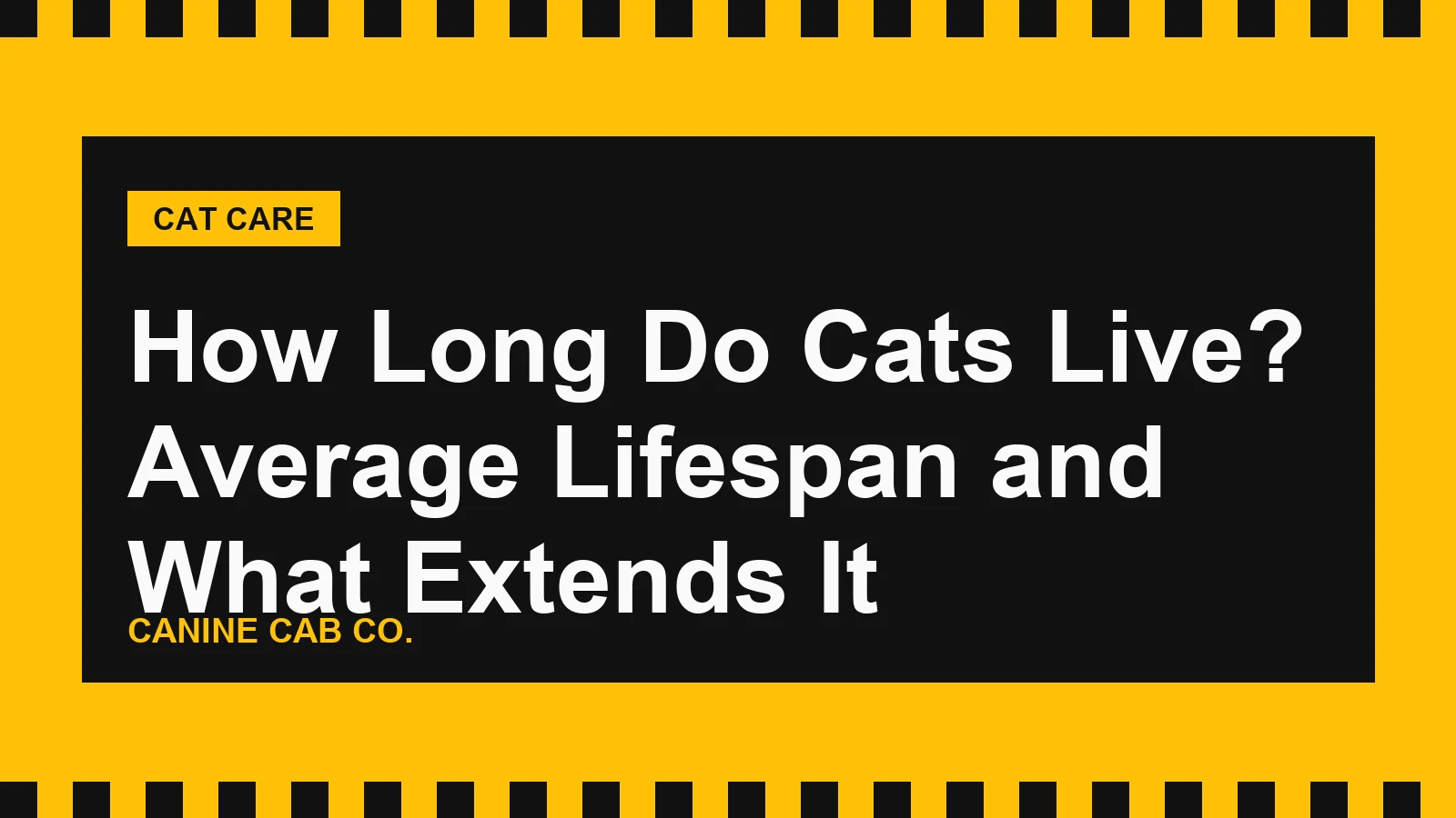 How Long Do Cats Live? Average Lifespan and What Extends It