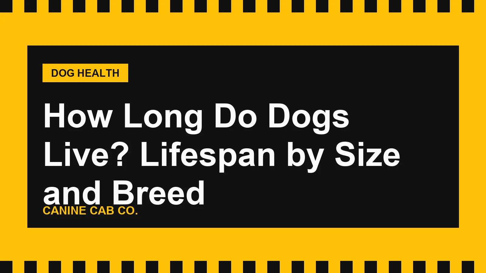 A graying senior dog resting next to a young puppy, illustrating how long dogs live across life stages.