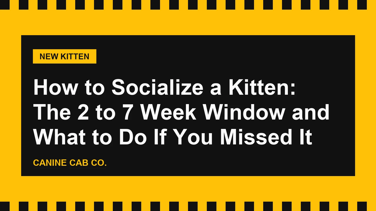 How to Socialize a Kitten: The 2 to 7 Week Window and What to Do If You Missed It