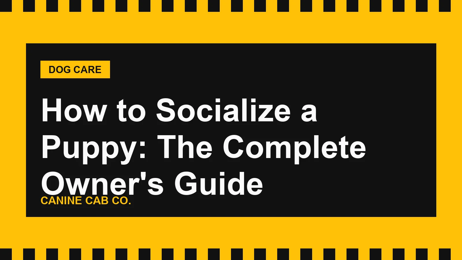 How to Socialize a Puppy: The Complete Owner's Guide