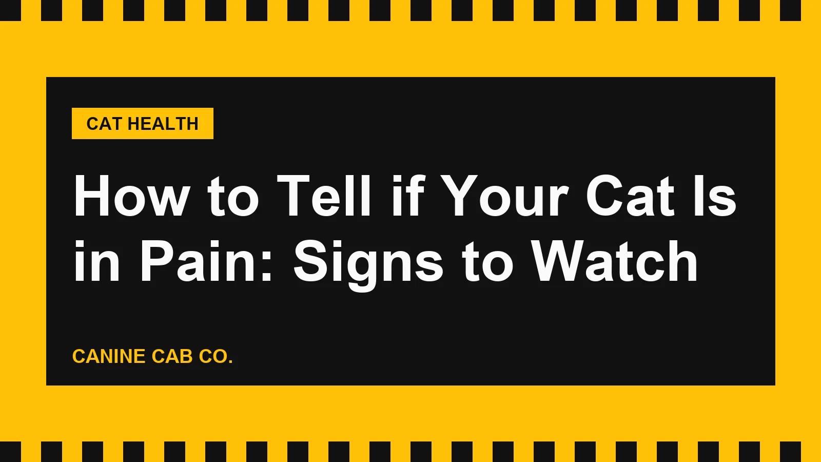 How to Tell if Your Cat Is in Pain: Signs to Watch