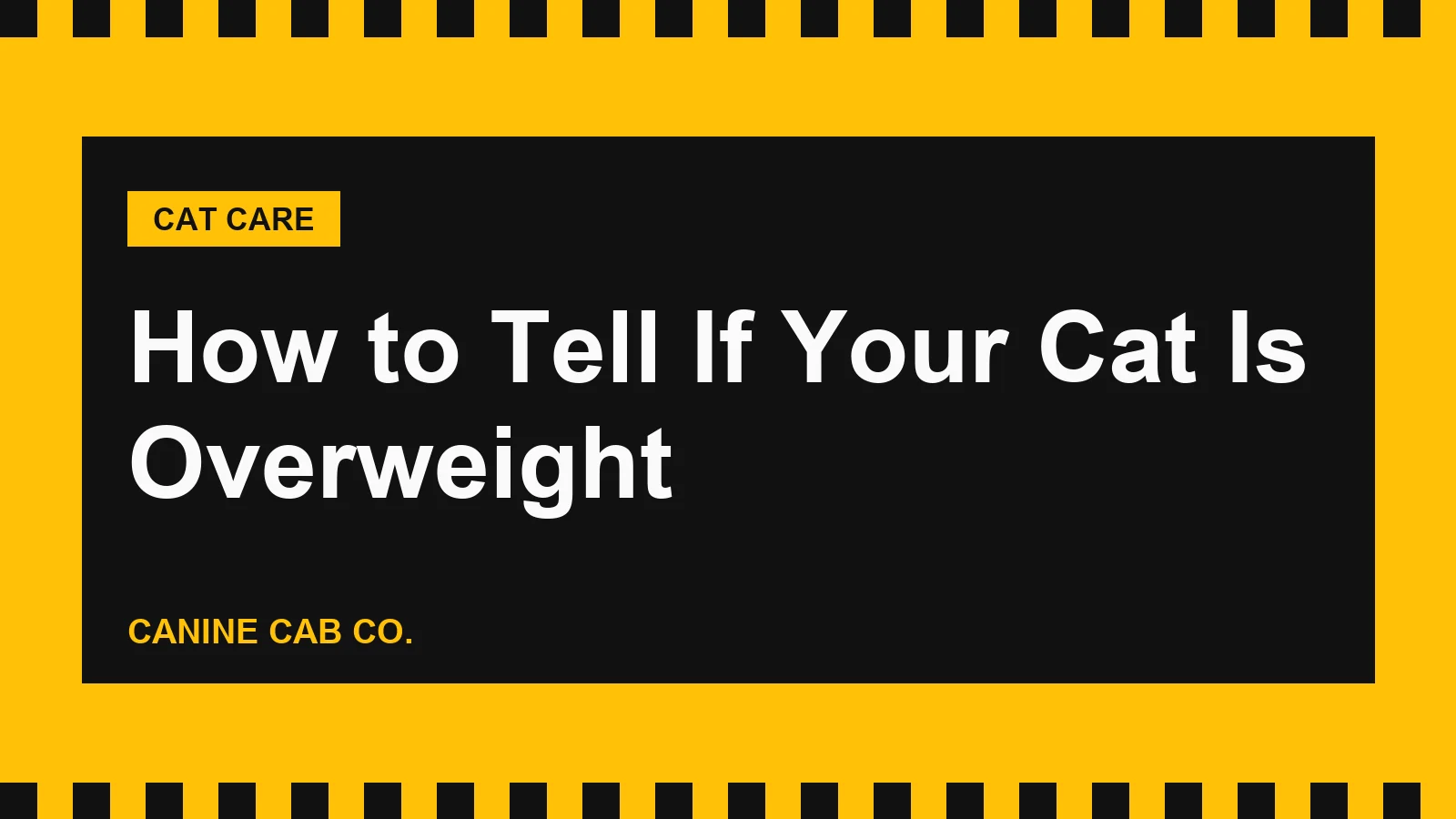 How to Tell If Your Cat Is Overweight