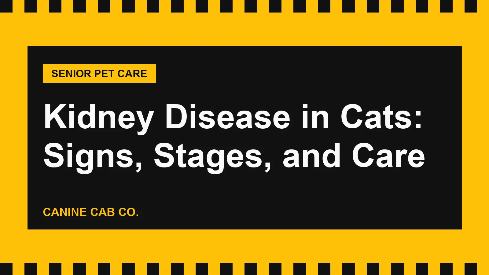 Kidney Disease in Cats: Signs, Stages, and Care