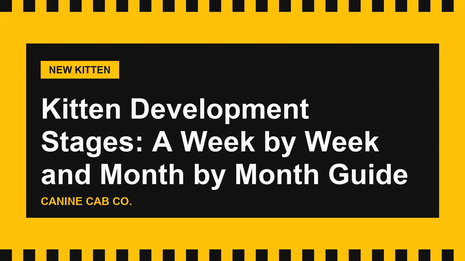 Kitten Development Stages: A Week by Week and Month by Month Guide