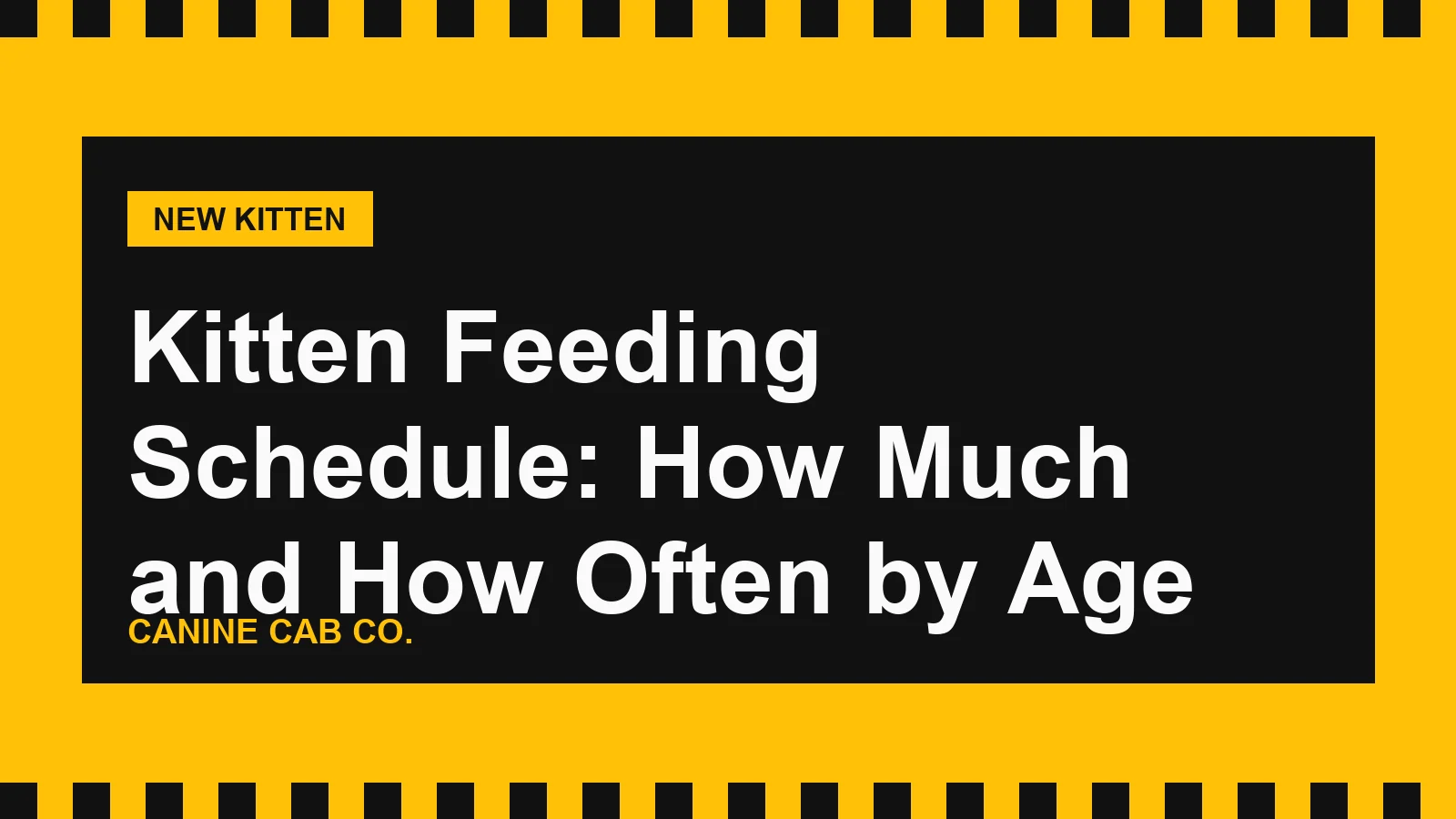 Kitten Feeding Schedule: How Much and How Often by Age