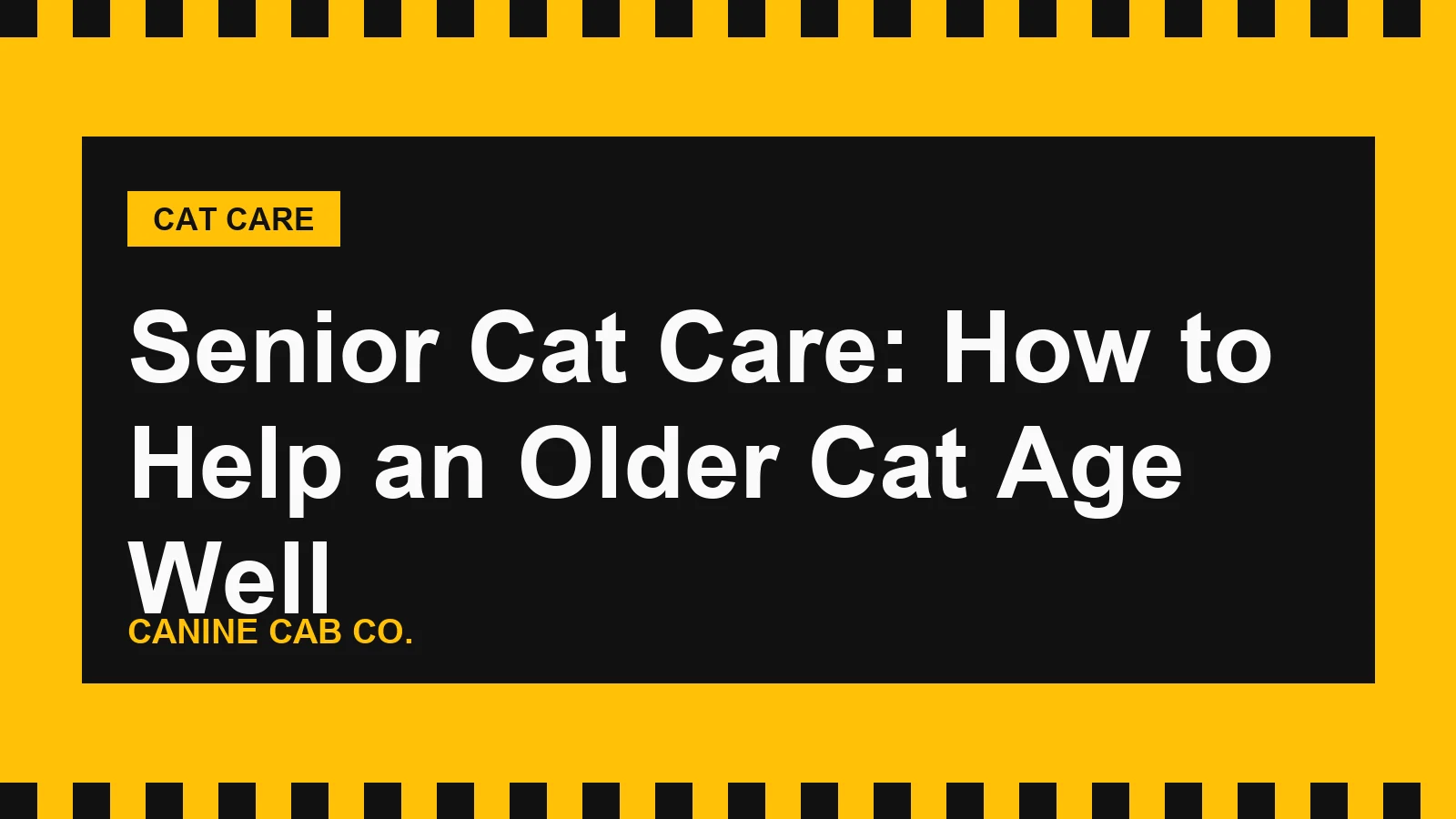 Senior Cat Care: How to Help an Older Cat Age Well