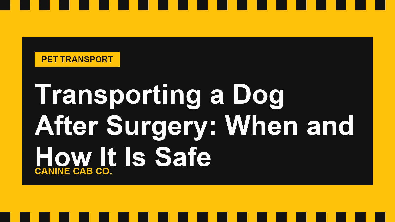 Transporting a Dog After Surgery: When and How It Is Safe