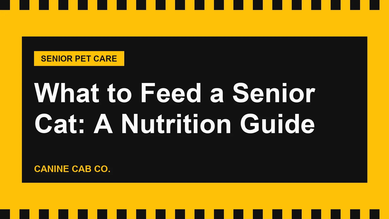 What to Feed a Senior Cat: A Nutrition Guide
