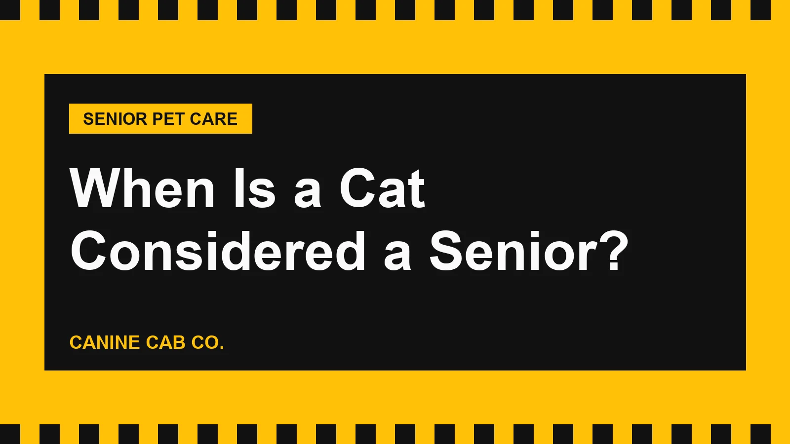 When Is a Cat Considered a Senior?