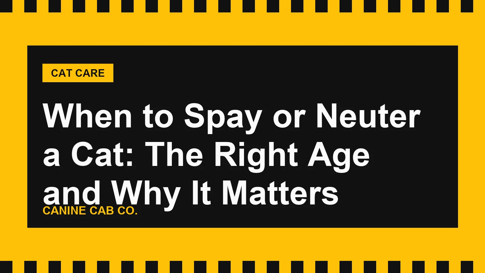 When to Spay or Neuter a Cat: The Right Age and Why It Matters