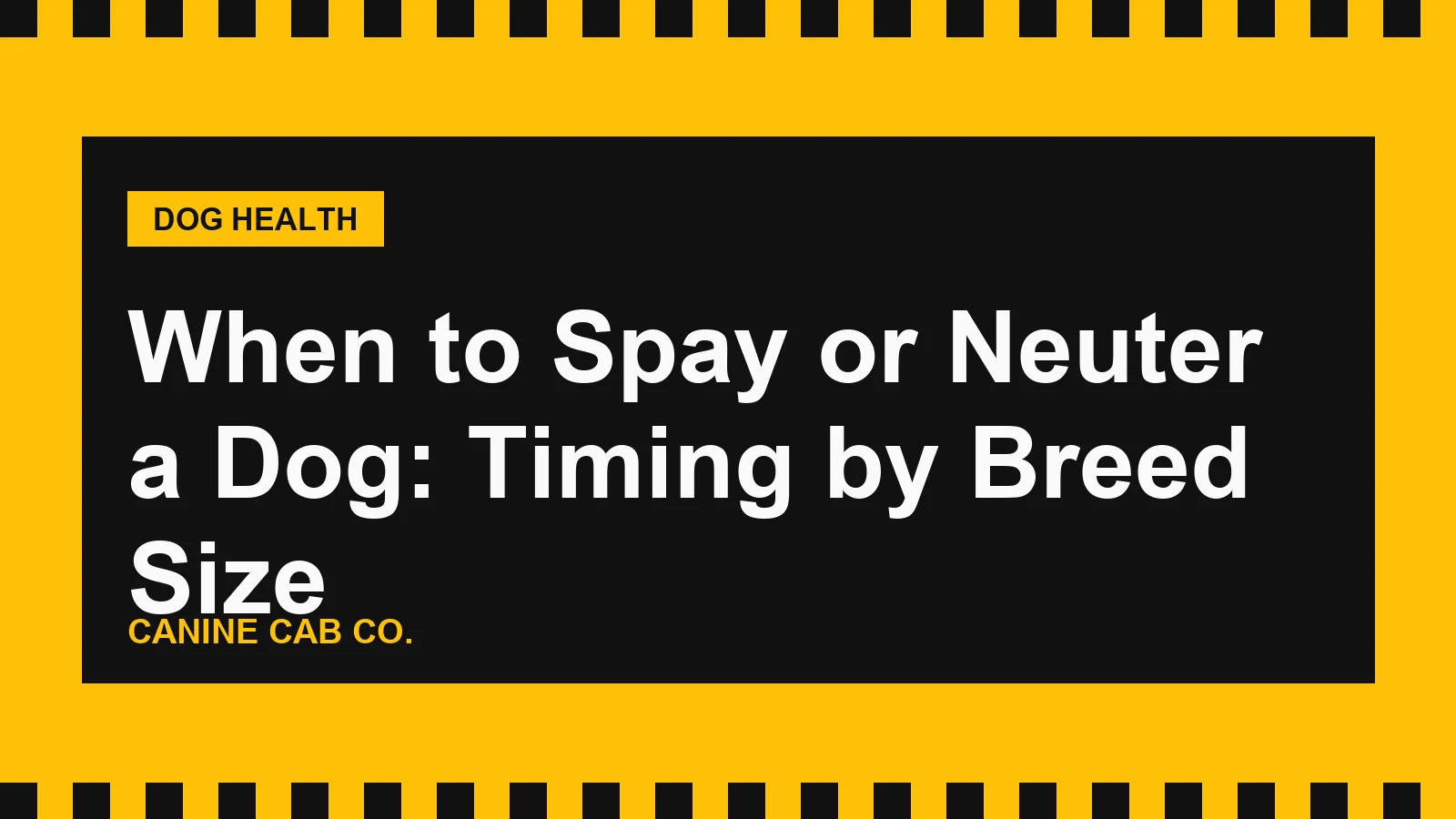 Large-breed dog resting calmly on a vet exam table with taxi-yellow accents, illustrating spay and neuter timing