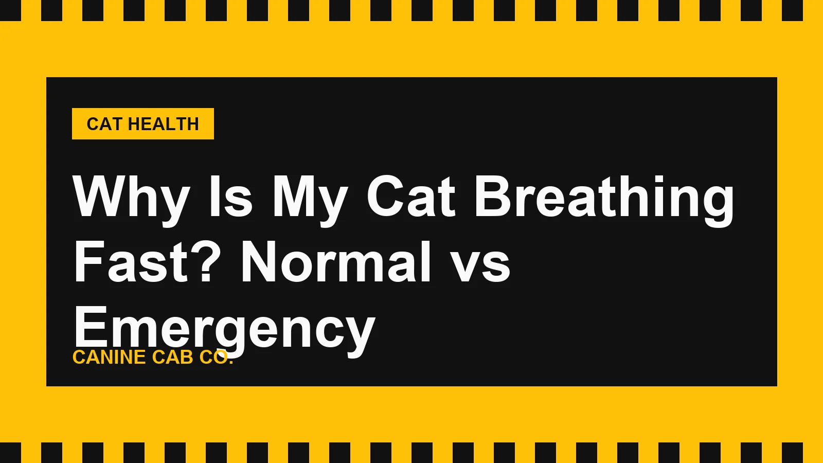 Why Is My Cat Breathing Fast? Normal vs Emergency
