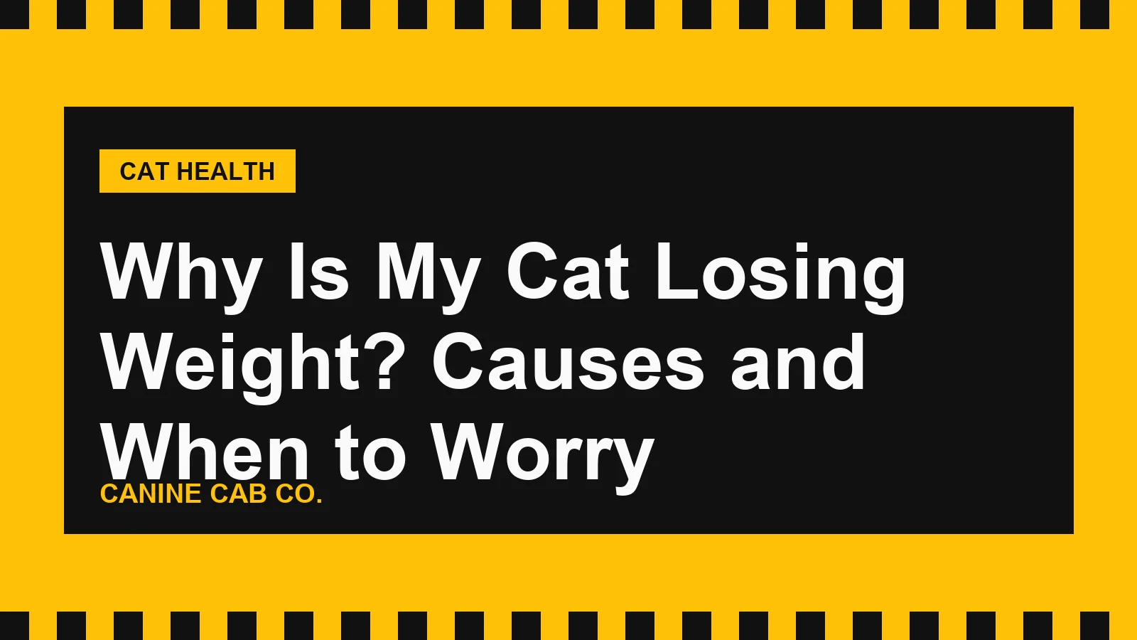 Why Is My Cat Losing Weight? Causes and When to Worry
