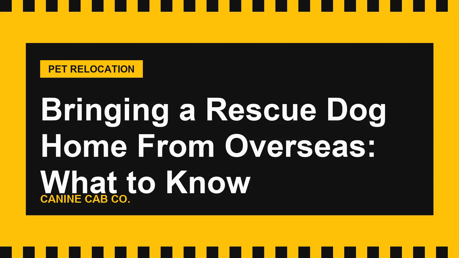 Bringing a Rescue Dog Home From Overseas: What to Know