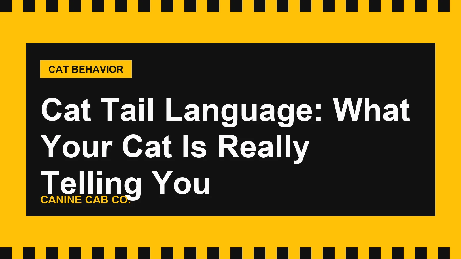 Cat Tail Language: What Your Cat Is Really Telling You