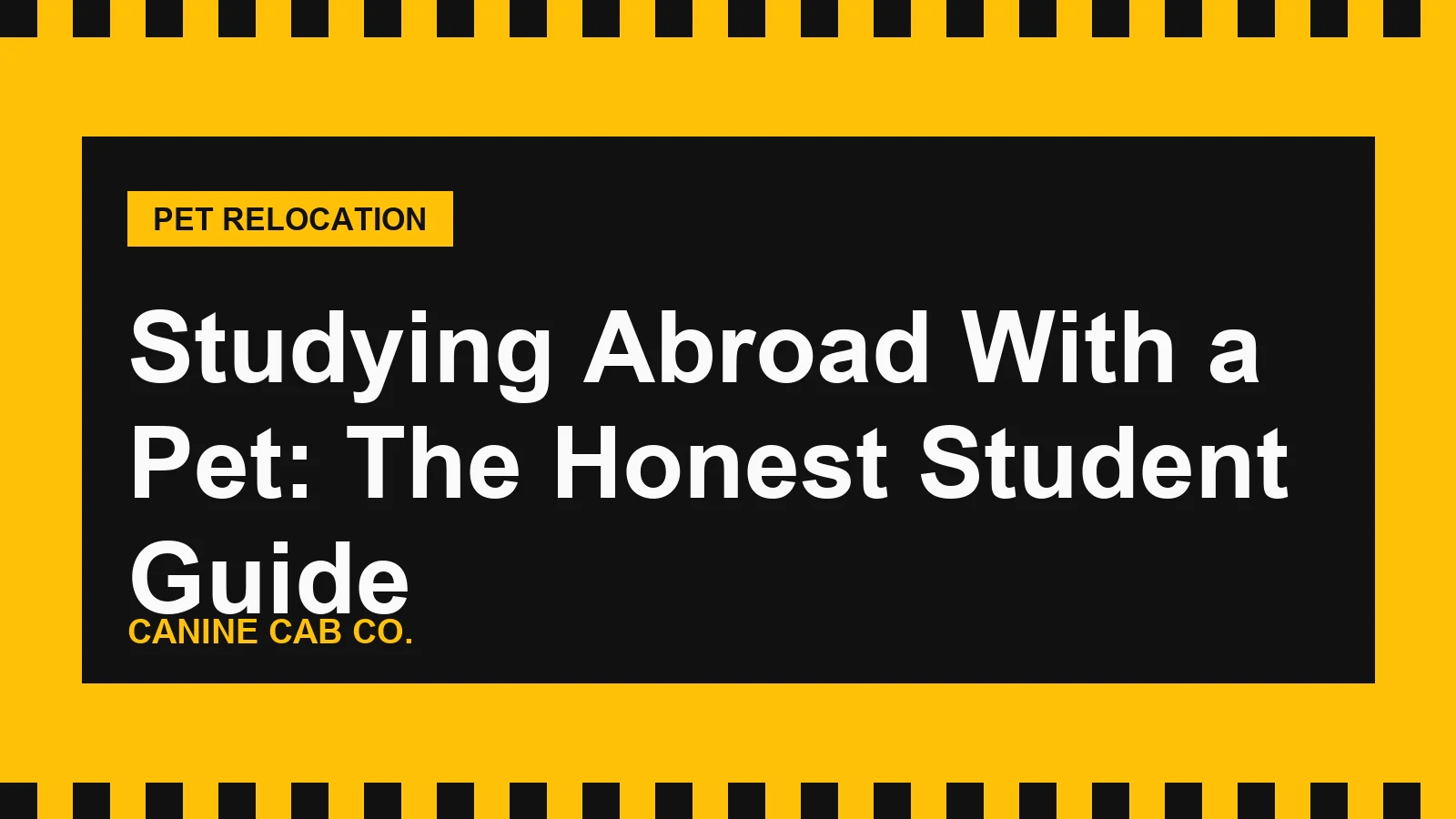 Studying Abroad With a Pet: The Honest Student Guide