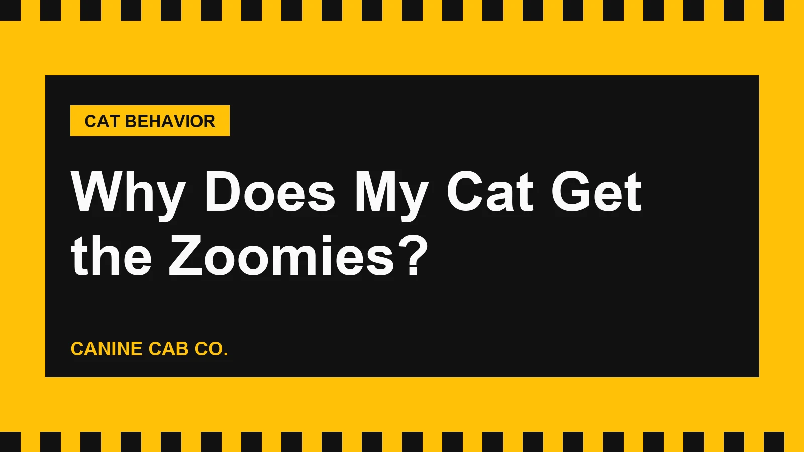 Why Does My Cat Get the Zoomies?