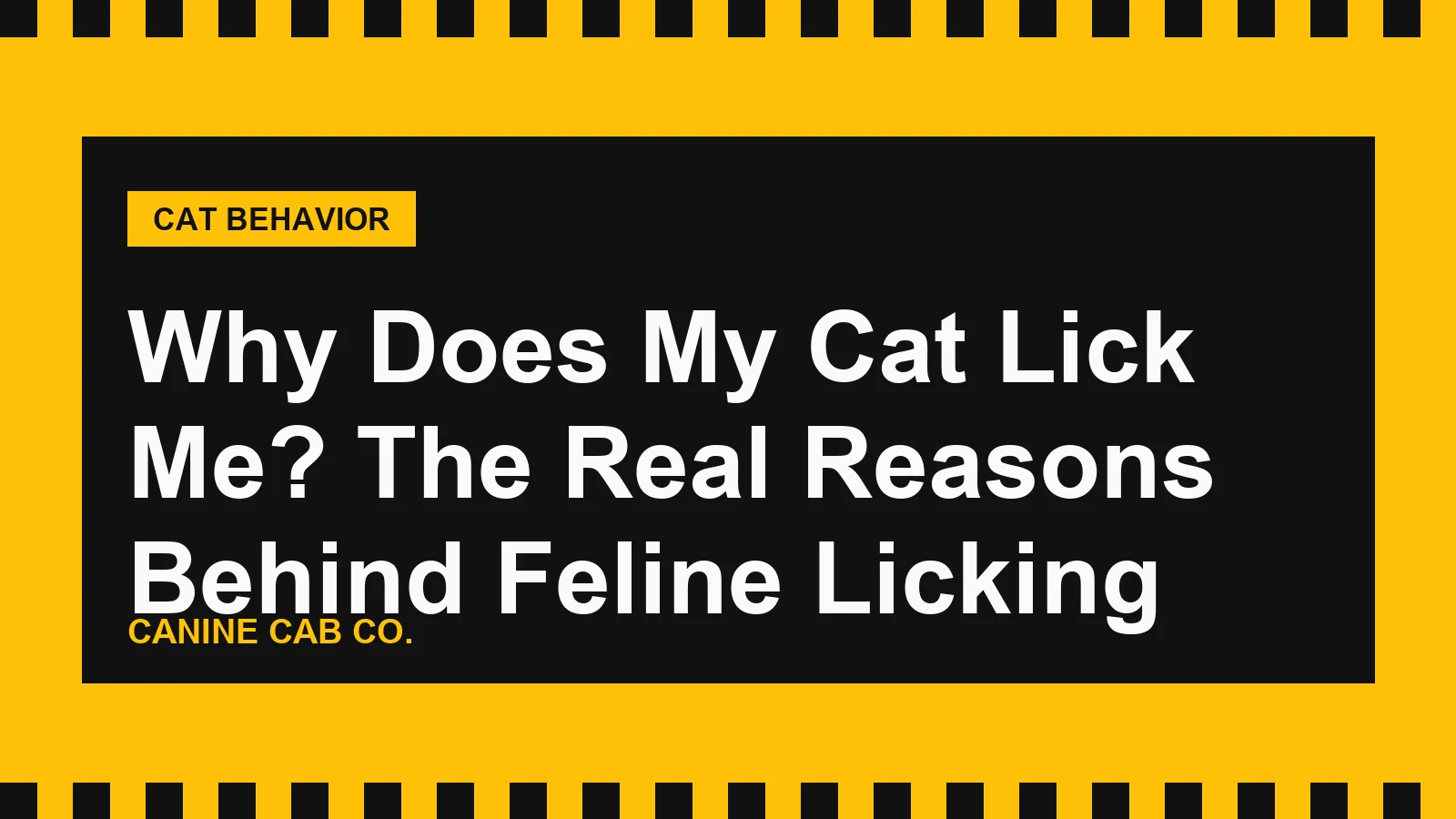Why Does My Cat Lick Me? The Real Reasons Behind Feline Licking
