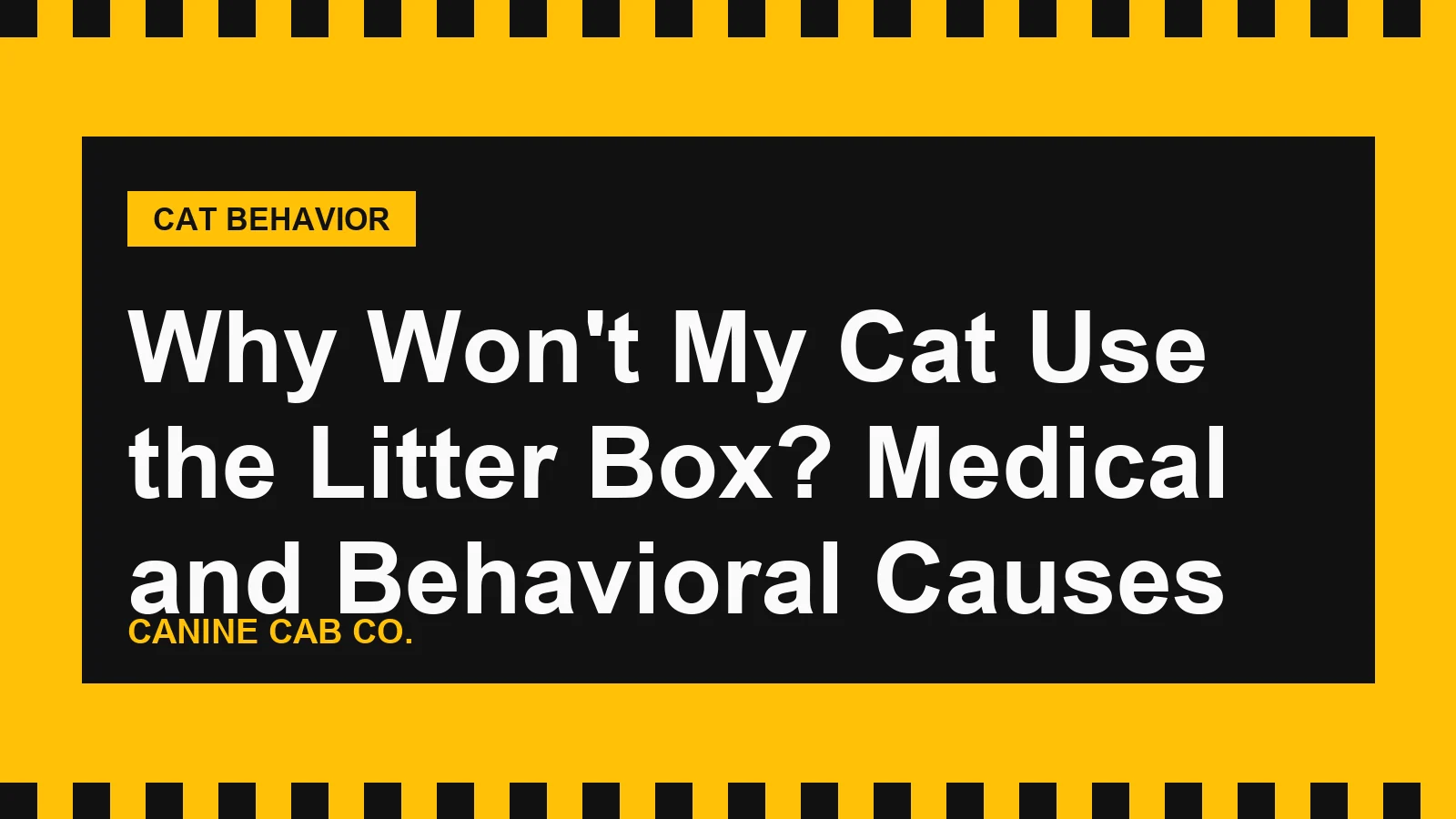 Why Won't My Cat Use the Litter Box? Medical and Behavioral Causes