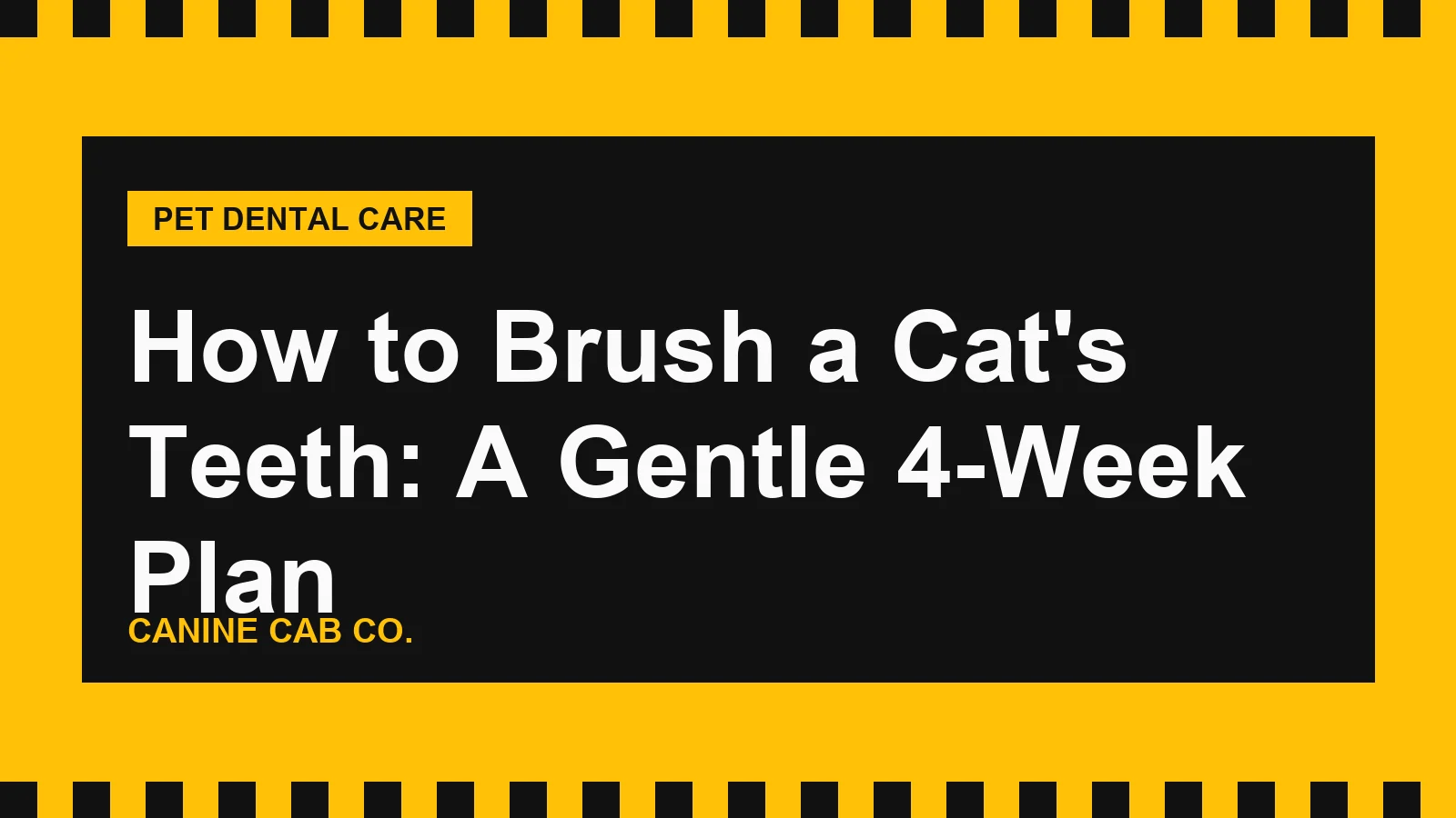 How to Brush a Cat's Teeth: A Gentle 4-Week Plan