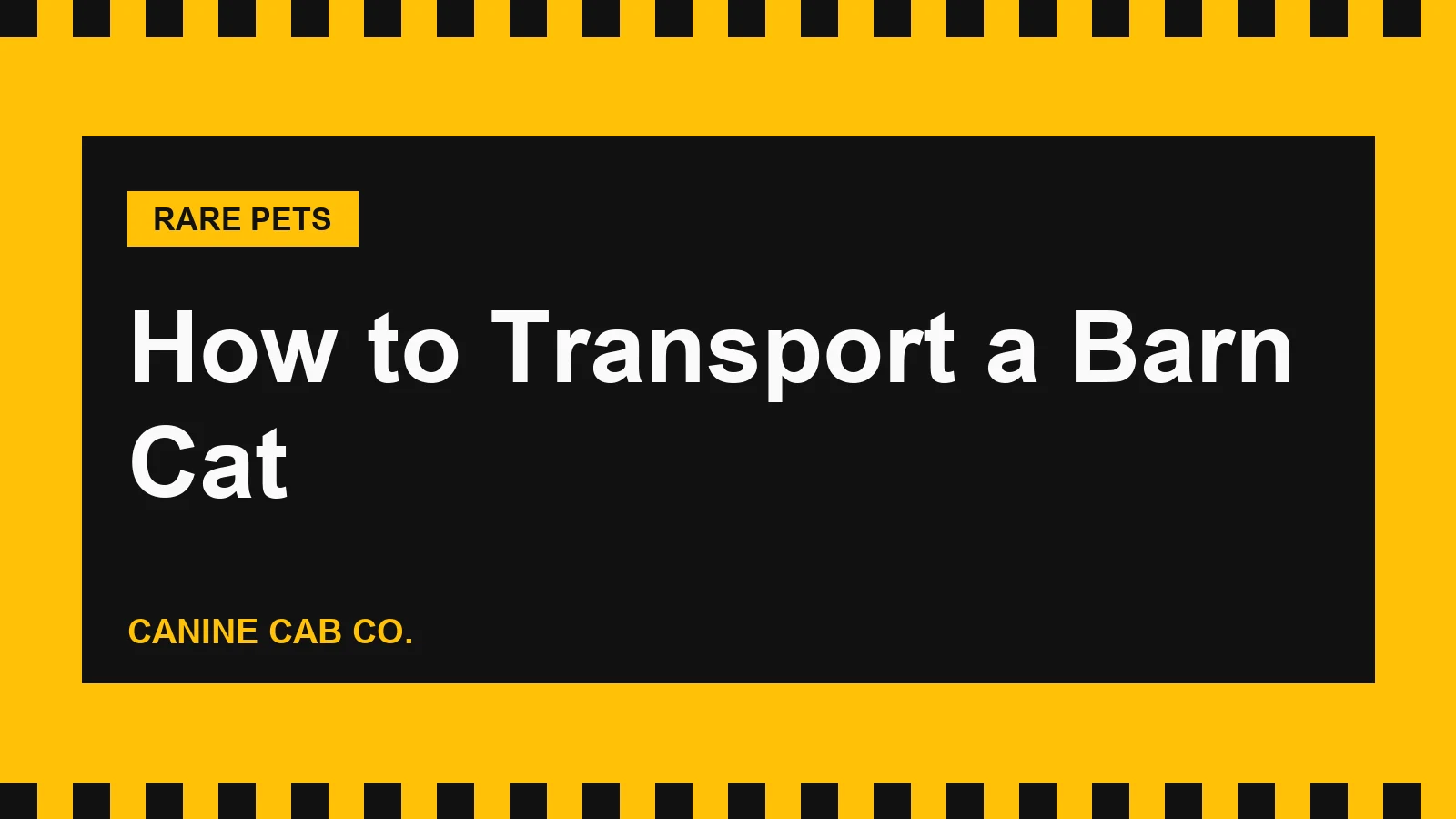 How to Transport a Barn Cat