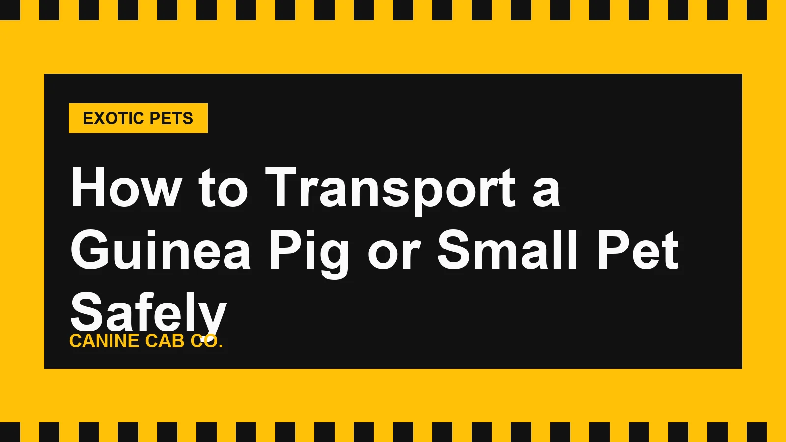 How to Transport a Guinea Pig or Small Pet Safely