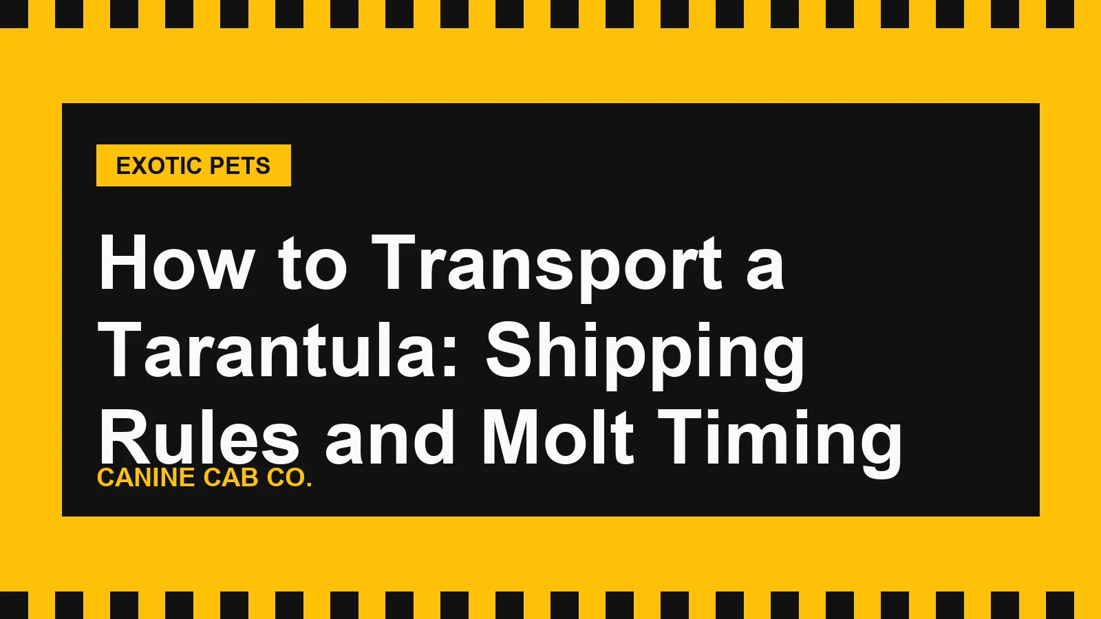 How to Transport a Tarantula: Shipping Rules and Molt Timing