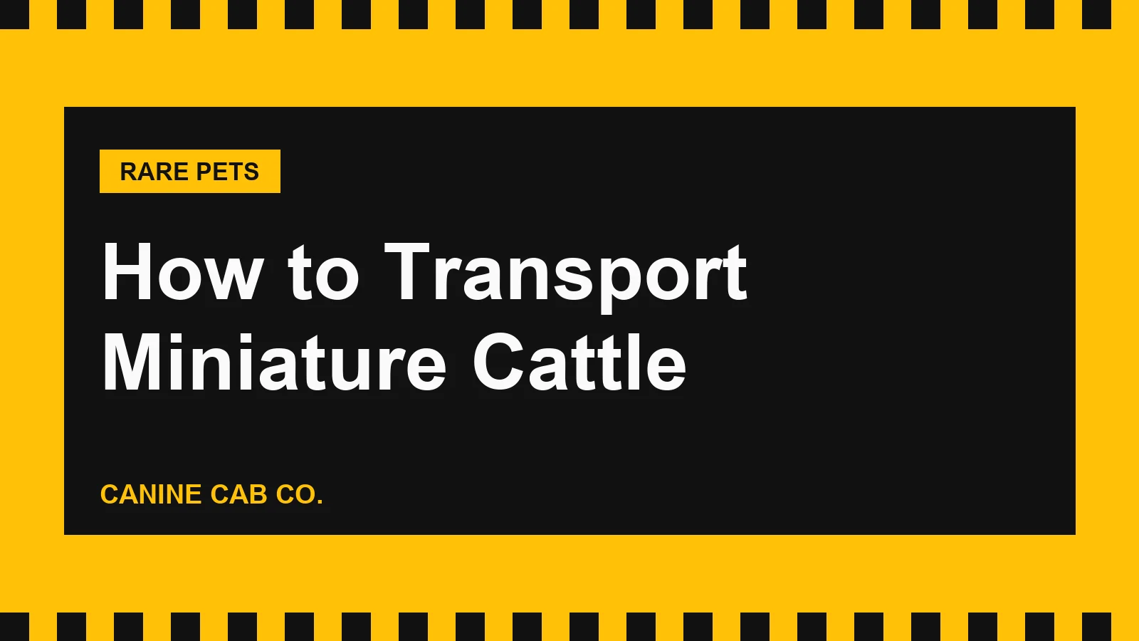How to Transport Miniature Cattle
