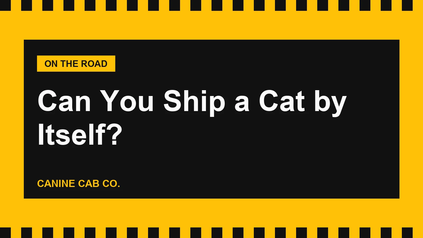 Can You Ship a Cat by Itself? Your Real Options for Sending a Cat to Another State