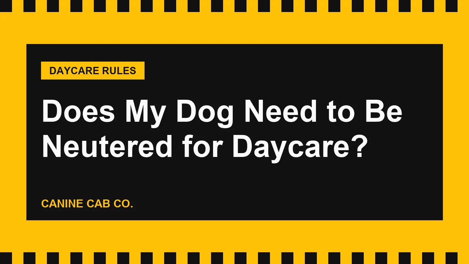 Does My Dog Need to Be Neutered for Daycare? Spay, Neuter and Heat Rules Explained
